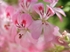 Pelargonium