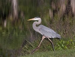 Great Blue Heron _0067