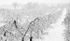 WINTER ORCHARD - NORFOLK COUNTY