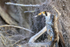 Peregrine Falcon close view, Blue Cypress Lake, Florida
