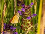 Essex Skipper
