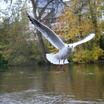 ompulsory seagull shot