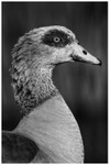 Egyptian Goose Portrait