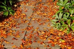 Autumn Leaves