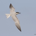 Gull-billed Tern (Gelochelidon nilotica) ad