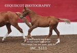 JAC_5111