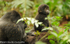 Baby mountain gorilla