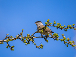 Male Blackcap