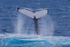 0A3A3129. Tail Slap