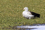 Andean Goose portfolio