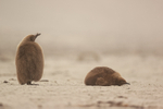 Two King Penguin chicks resting, Saunders Island, Falklands