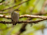 Wood Warbler