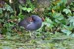 Moorhen