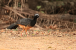 Bare-faced Curassow (female), Porto Jofre, Mato Grosso, Brazil
