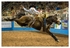 Rodeo Portfolio - Saddle Bronc 02