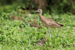 Whimbrel, Santa Cruz, ...
