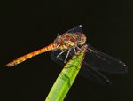 Common Darter