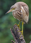 Pond Heron