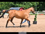 Trot Up 12pm to 1pm portfolio