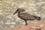 Hammerkop.