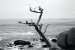 CS182 TREE, PEBBLE BEACH,CALIFORNIA