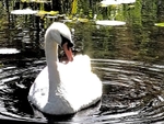 Cob Swan (12)