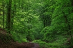 Ten Acre Wood No 2