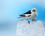 Snow Bunting perched on ice block, Jokulsarlon, Iceland