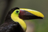 Yellow-throated Toucan close-up, La Paz, Costa Rica