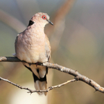 African Mourning Dove portfolio