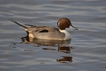 Pintail