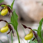 Lady's Slipper (Cypripedium calceolus) 