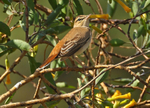Rufous Scrub Robin