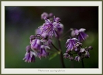 Thalictrum aquilegiifolium