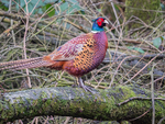 Pheasant