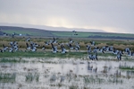 Barnacle Geese
