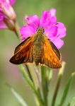 Large Skipper