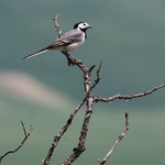 Continental white wagtail (Motacilla alba)