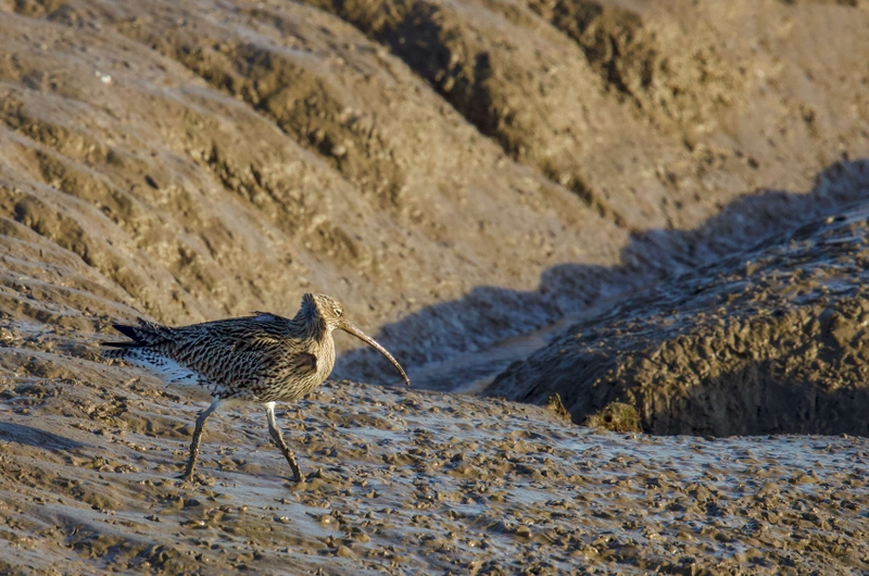 Eurasian Curlew - Dee Estuary - North Wales