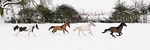 Christmas Gallop