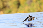 Cave Swiftlet in low flight over pool, Lovina, Bali