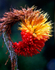 Red Hot Poker
