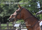 BPP_8524