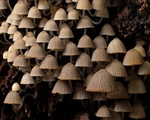 Fairy Inkcap