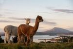 Alpaca Your Bags to Downings