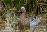 Garganey (male), Stratfield Brake, Oxfordshire