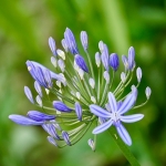 “Solo Agapanthus “