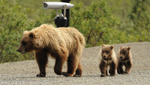 Grizzly and cubs.