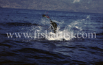 Leaping Blue Marlin.