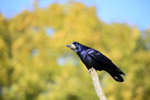 Rook on a branch in Somerset_0039